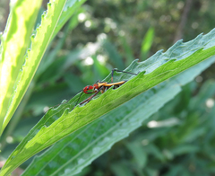 Zelus ruficeps