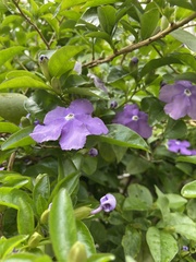 Brunfelsia latifolia