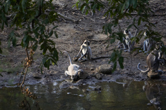 Semnopithecus priam thersites