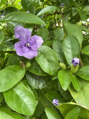 Brunfelsia latifolia