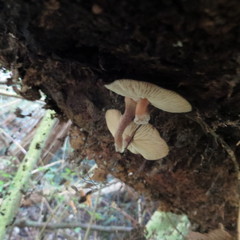 Armillaria novae-zelandiae image