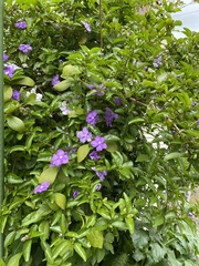 Brunfelsia latifolia