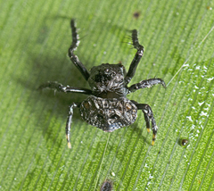 Arkys speechleyi