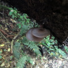 Armillaria novae-zelandiae image