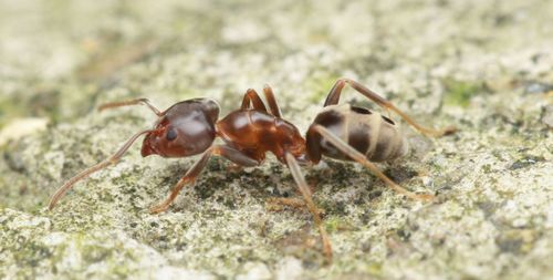 Liometopum sinense Wheeler, 1921