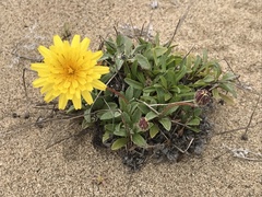 Agoseris apargioides
