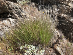Melica californica