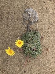Agoseris apargioides