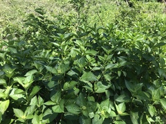 Hydrangea macrophylla
