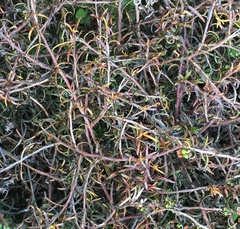 Gaultheria macrostigma