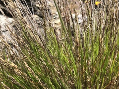 Melica californica