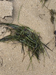 Zostera muelleri