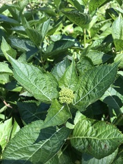 Hydrangea macrophylla
