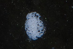 Nudipleura