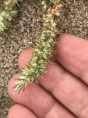 Cardionema ramosissimum