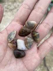 Ruditapes philippinarum