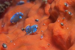 Ochlesis lenticulosus