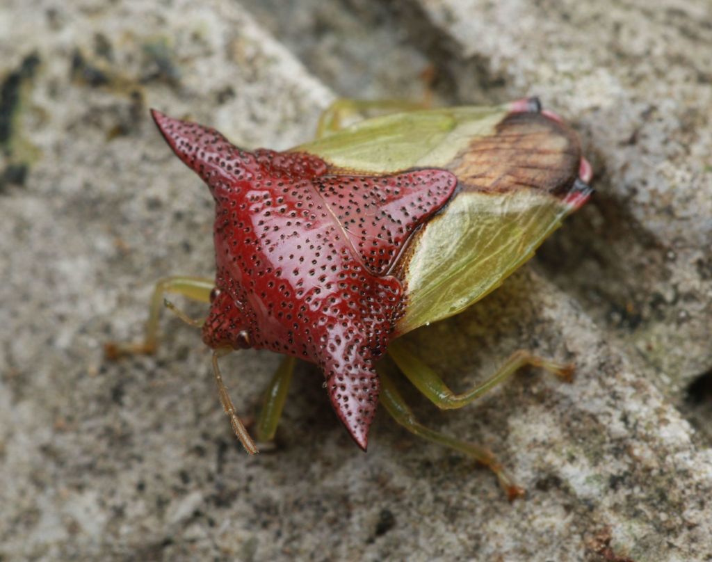 Elasmucha decorata