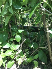 Hydrangea macrophylla