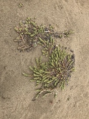 Cardionema ramosissimum