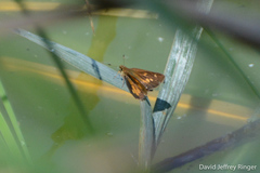 Poanes viator