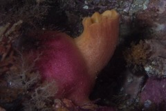 Ascidia incrassata