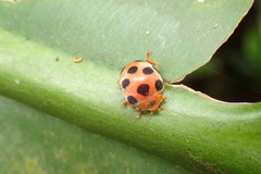 Epilachna maculicollis