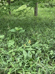 Cephalanthera falcata
