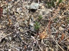 Hesperolinon congestum