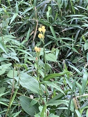Cephalanthera falcata
