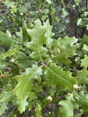 Quercus × ganderi