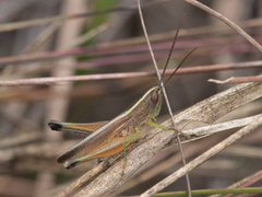 Staurorhectus longicornis