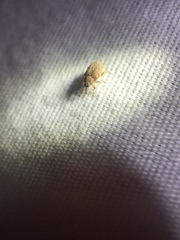 Lignyodes bischoffi