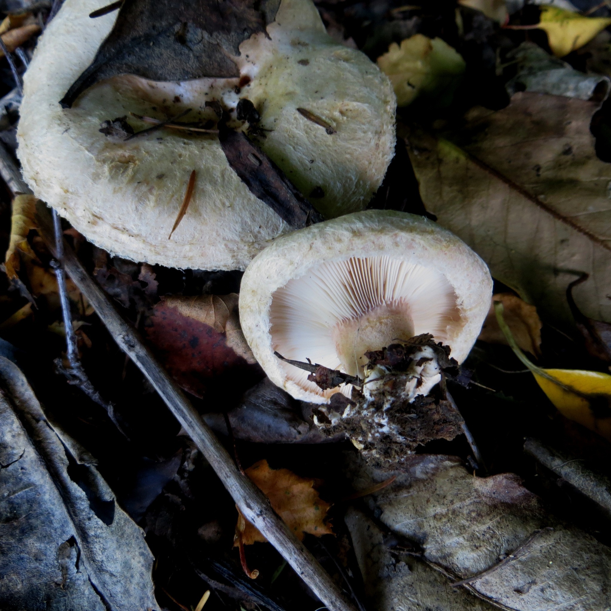 Lactarius pubescens image