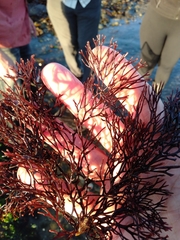 Melanthalia