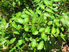 Zanthoxylum piperitum