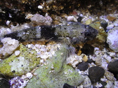 Bathygobius cocosensis