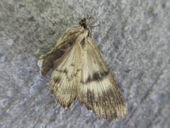 Ercheia niveostrigata