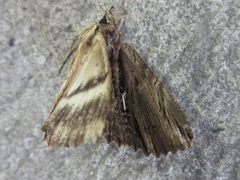 Ercheia niveostrigata