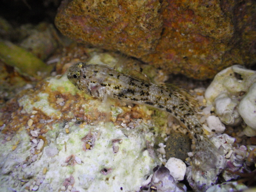 Bathygobius aeolosoma