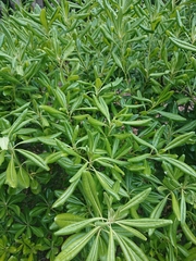 Pittosporum tobira