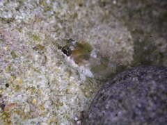 Large-Nose Weedfish photo 2