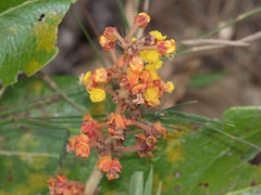Byrsonima verbascifolia