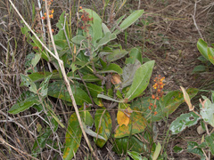 Byrsonima verbascifolia