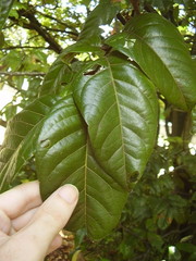 Alectryon excelsus grandis