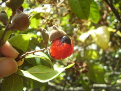 Alectryon excelsus grandis