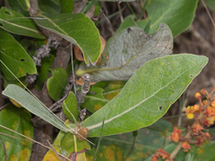 Byrsonima verbascifolia