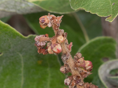 Byrsonima verbascifolia