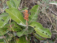 Byrsonima verbascifolia