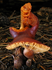 Lactarius badiosanguineus